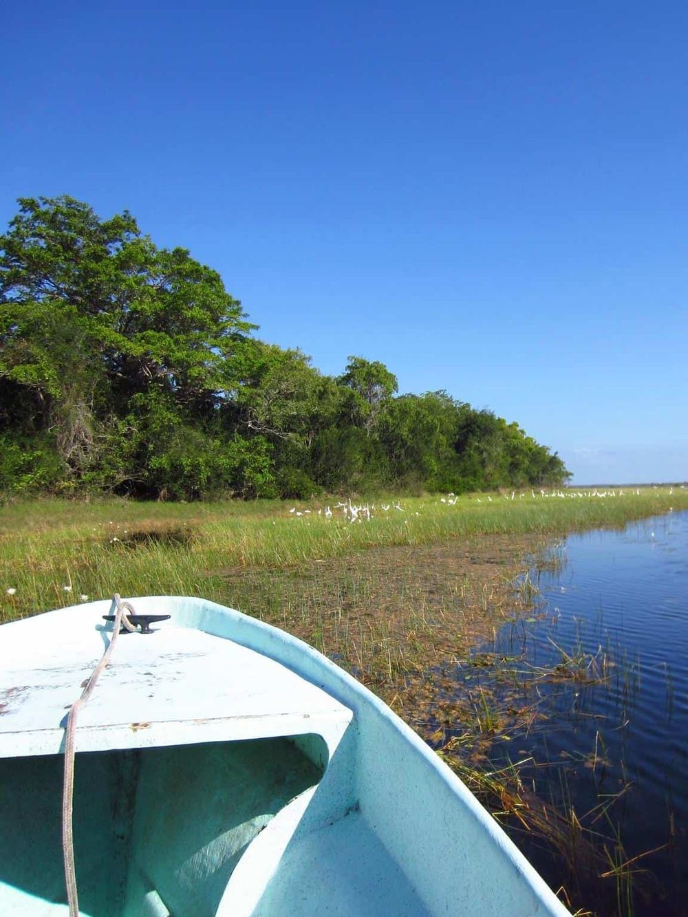 Serene swamp landscape with boat, lush trees, and clear blue sky – perfect for outdoor adventures and eco-tourism.