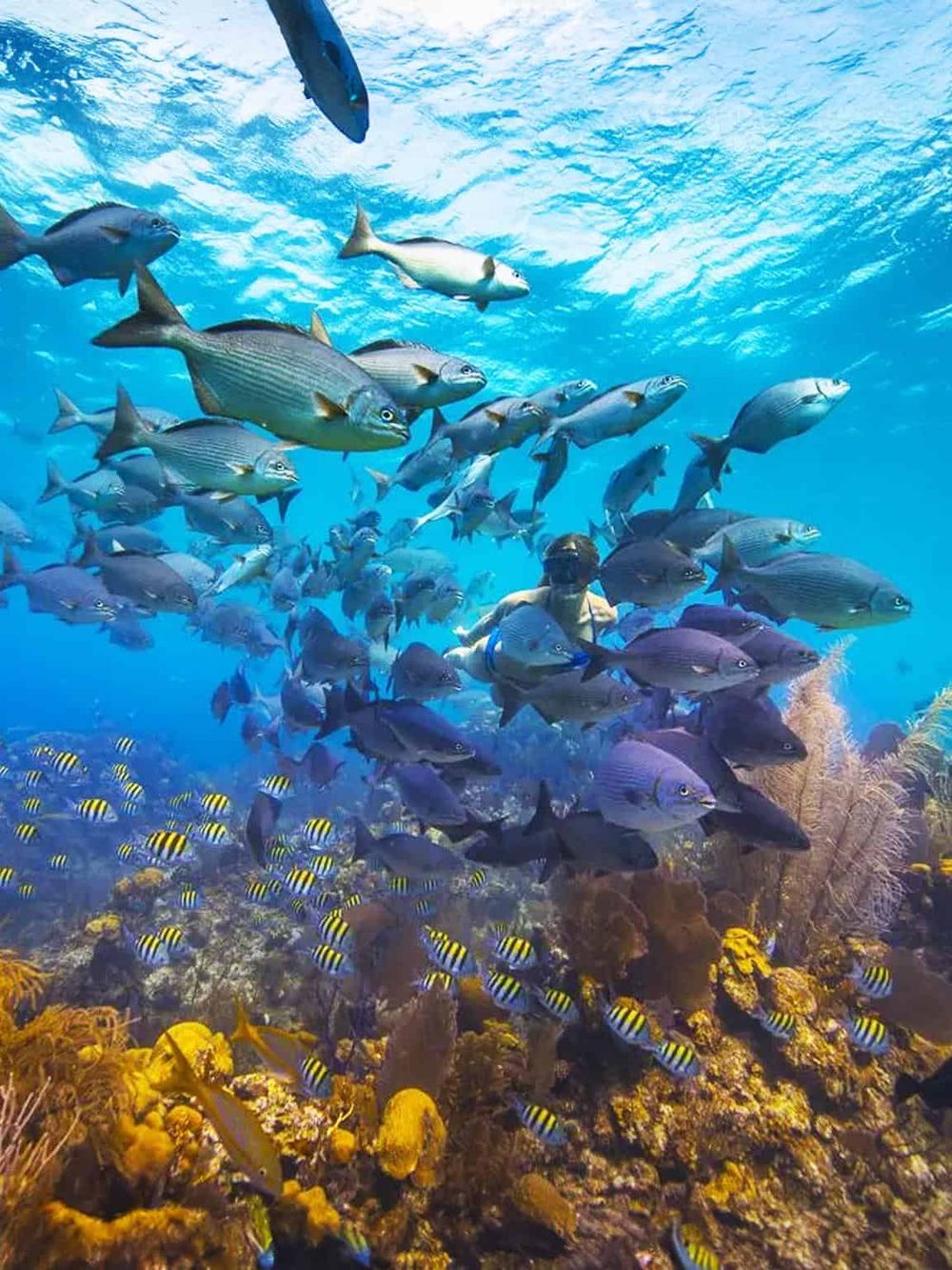 Colorful school of fish swimming underwater in a vibrant coral reef scene.