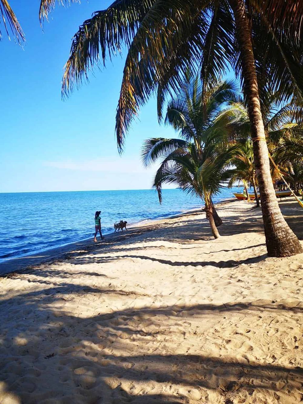 Sunny beach with palm trees, a person walking dogs along the shoreline, perfect for tropical vacation getaway.