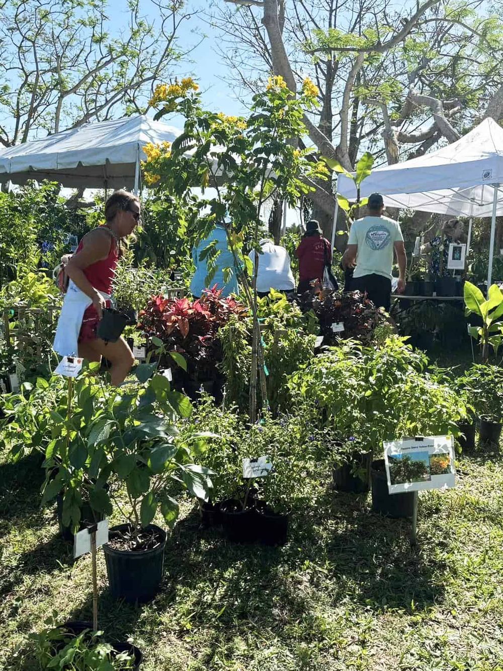 Vibrant plant nursery outdoor market with diverse plants under sunny sky, attended by people shopping and exploring.