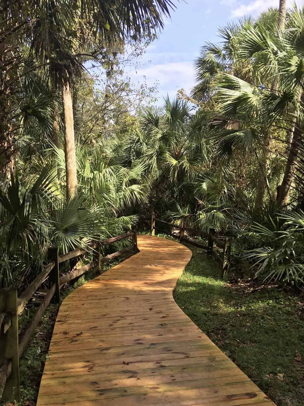 Lush tropical forest with a winding wooden hiking trail, perfect for adventure and nature exploration.
