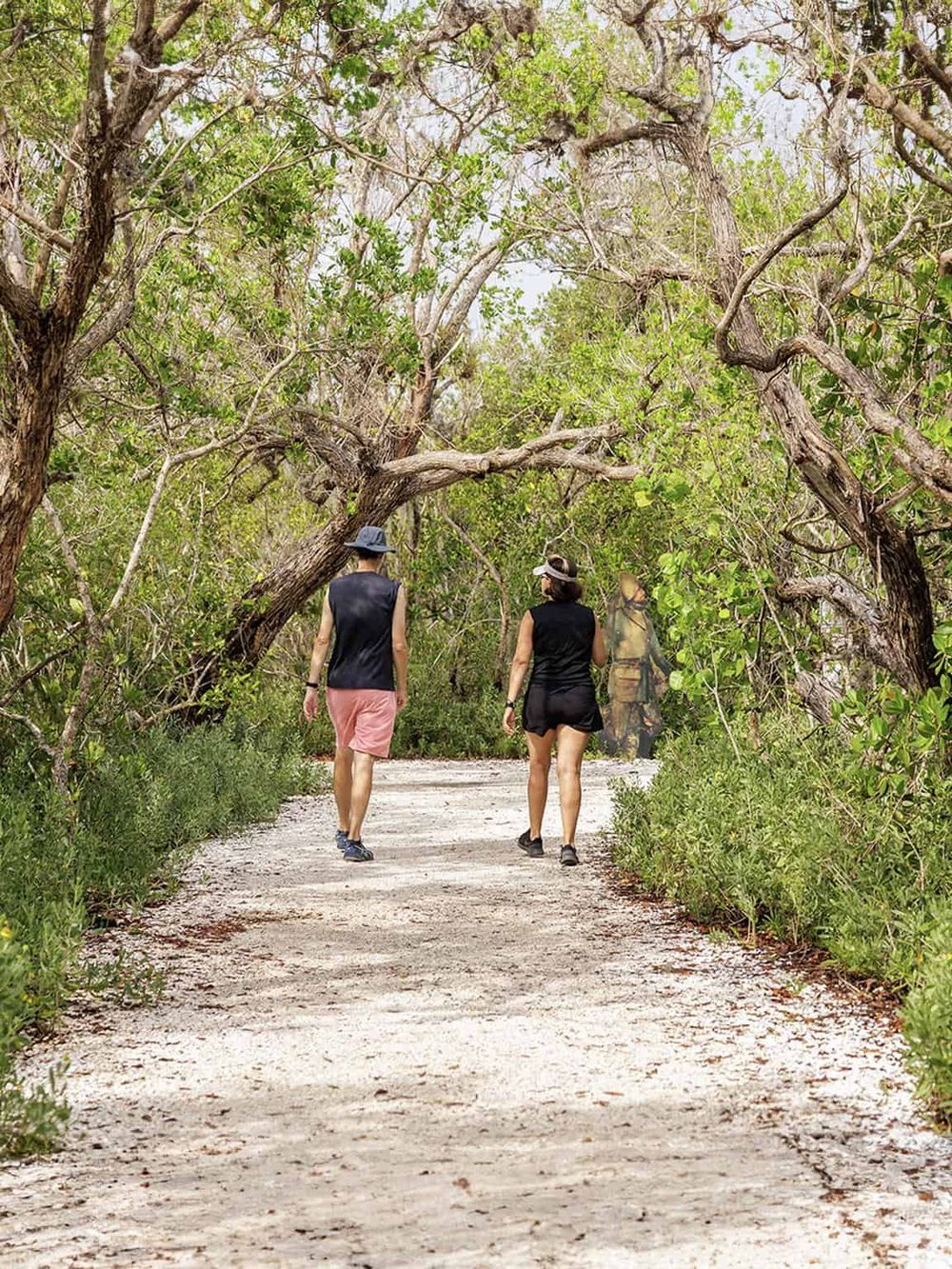 Beautiful nature trail walk in lush greenery for outdoor adventure and eco-friendly travel.