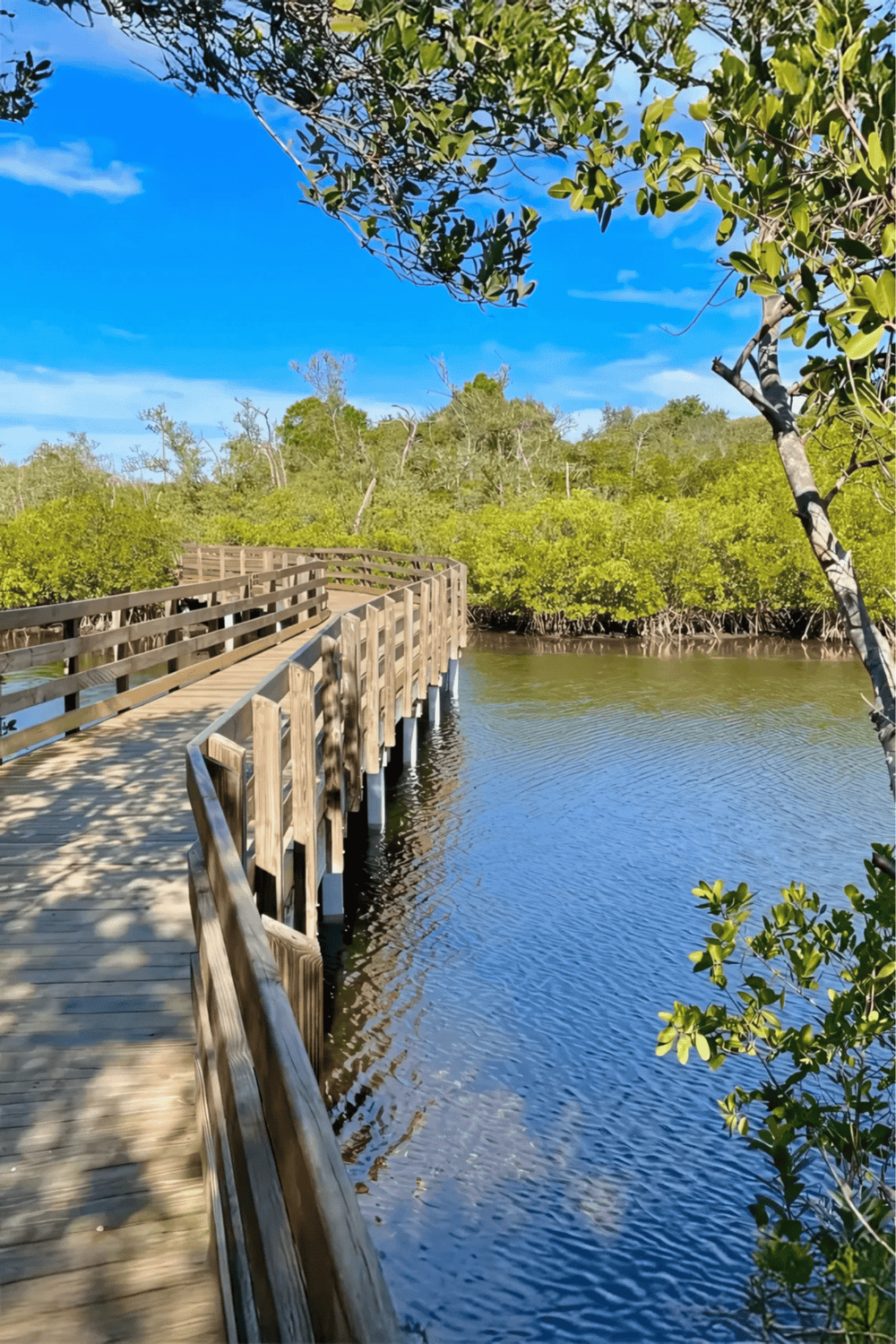 Footbridge over lush mangrove waterway with vibrant green foliage and clear blue sky, perfect for eco-tourism and nature exploration.