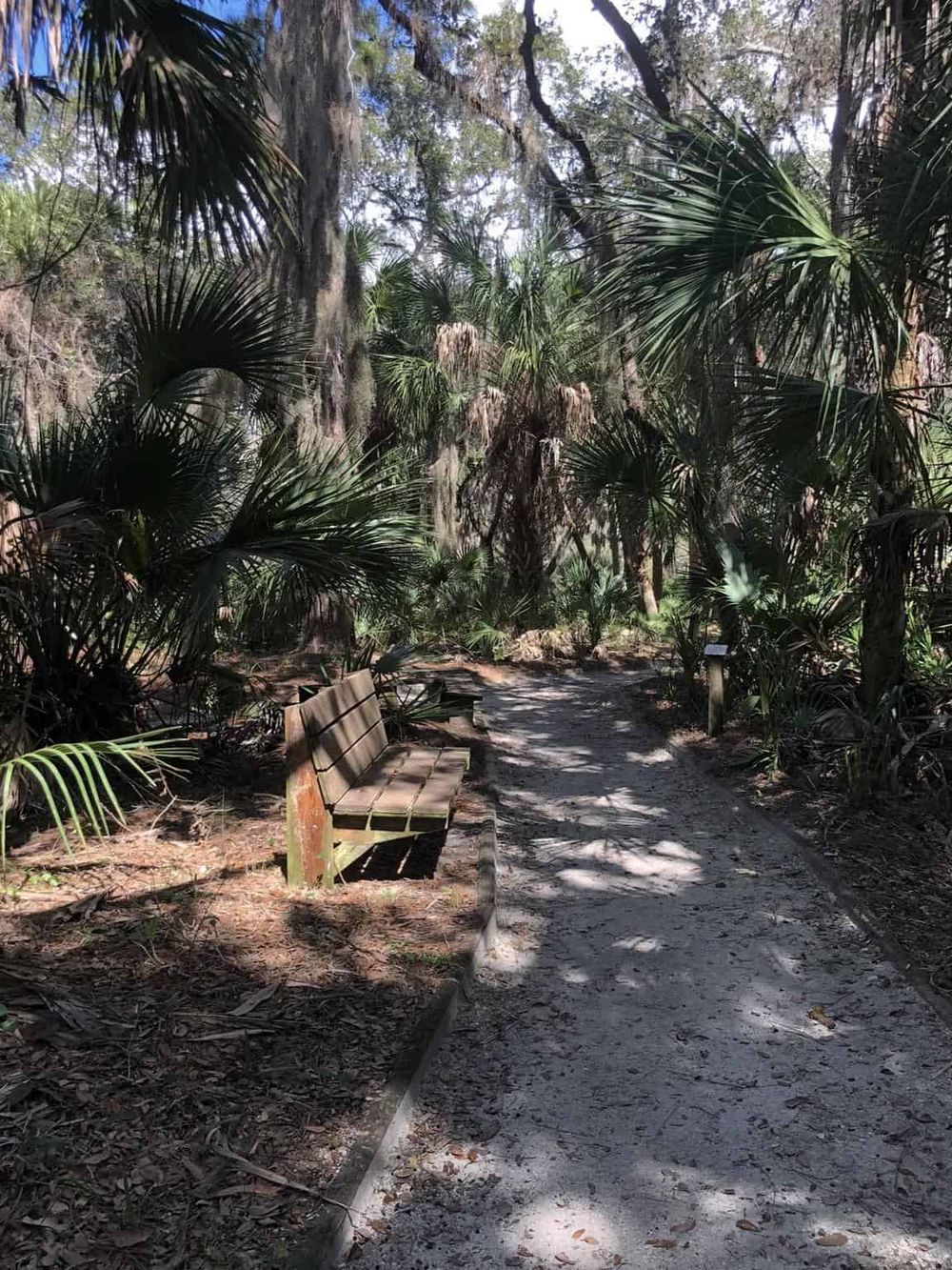 Serene forest trail with wooden bench, lush greenery, and natural shade, perfect for relaxation and outdoor exploration.