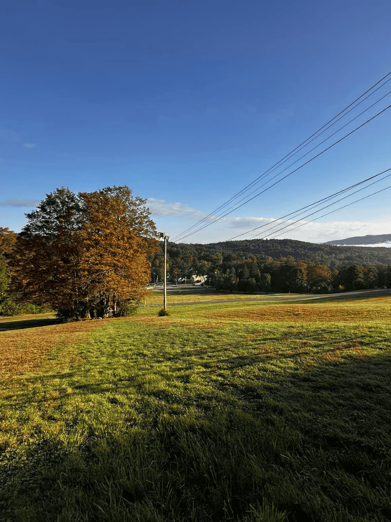 Open field with autumn trees and power lines under a clear blue sky.