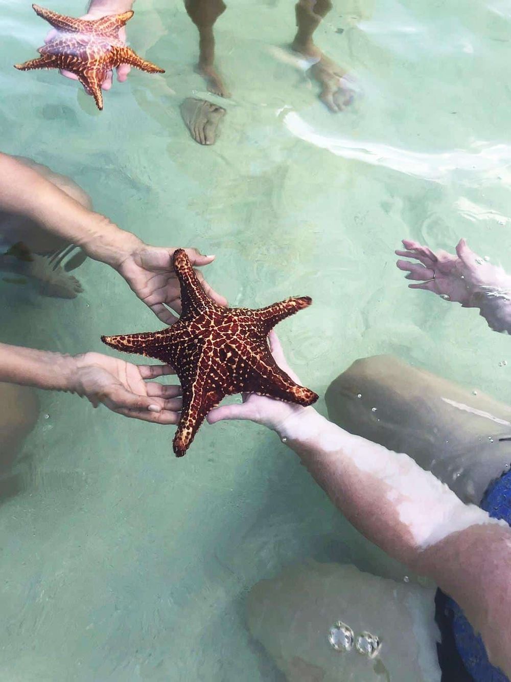 Starfish being held in shallow water, beach or marine life adventure, hands-on marine wildlife experience.