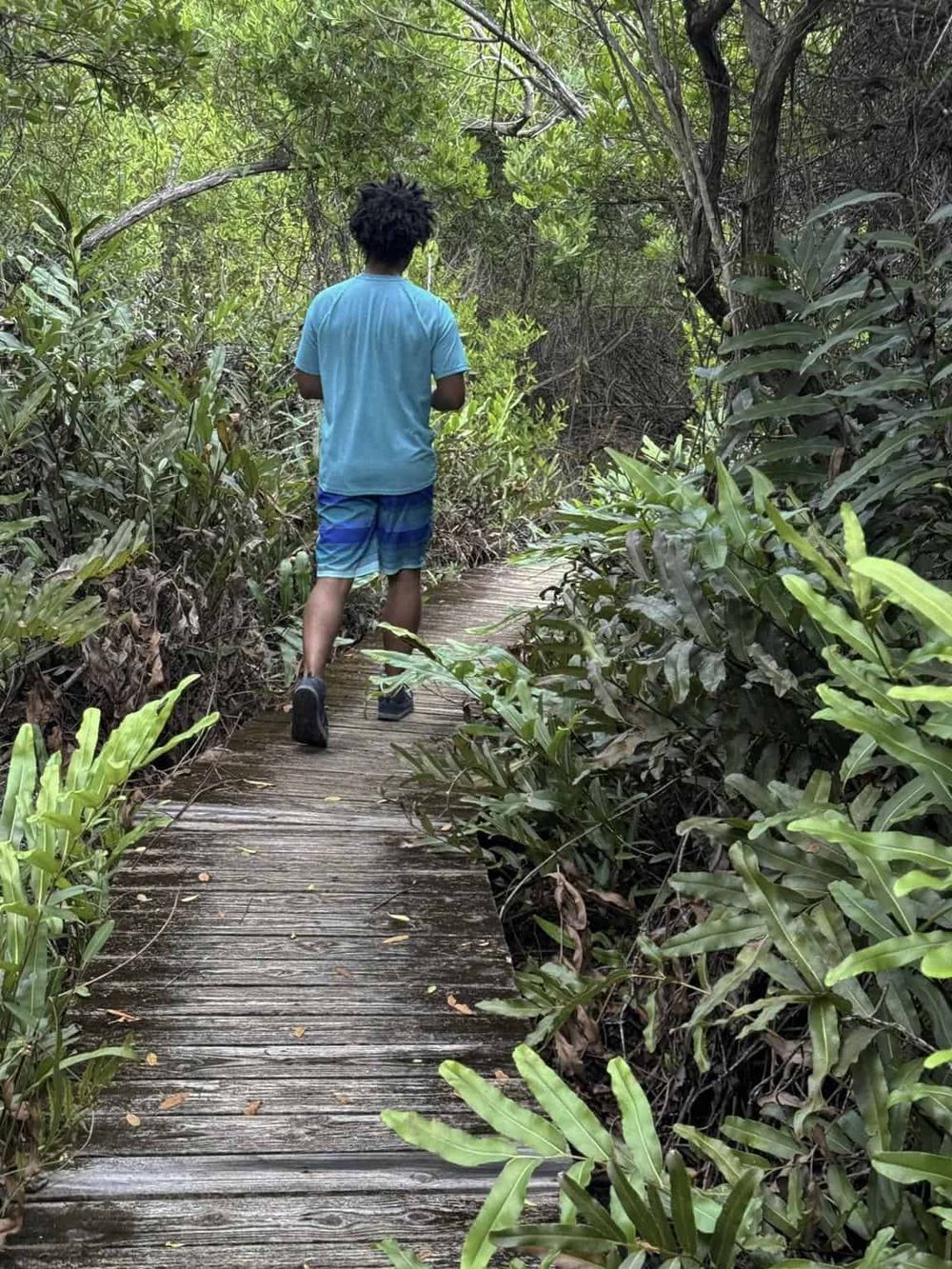 Young man walking on wooden trail through lush green tropical forest for adventure and exploration.