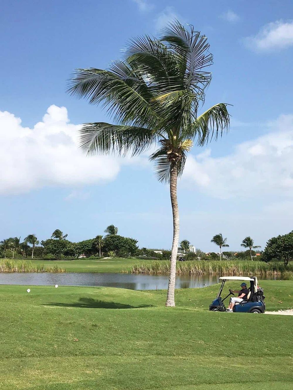 Palm tree on a golf course with a golfer in a golf cart, highlighting outdoor recreation and scenic landscapes.