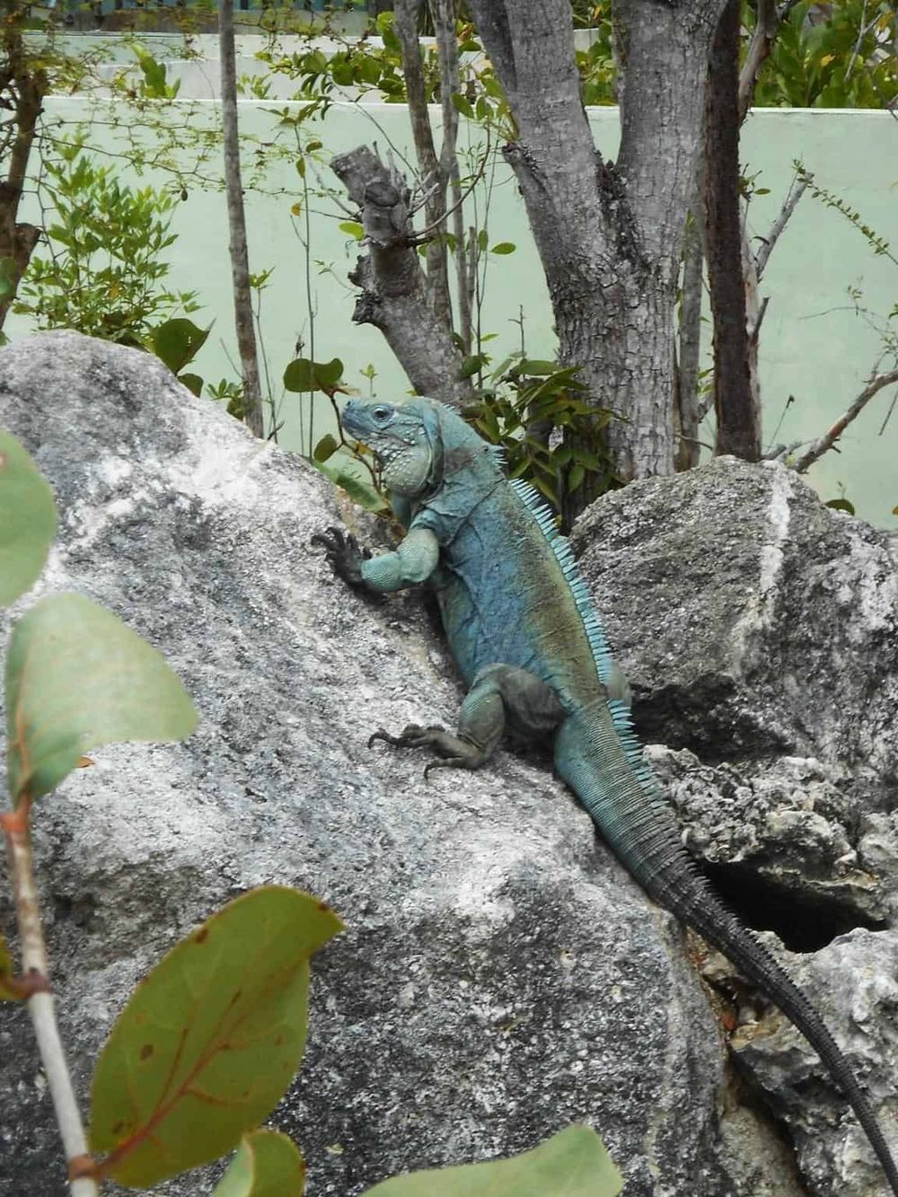 Colorful lizard basking on rocks in tropical garden, wildlife and nature photography.
