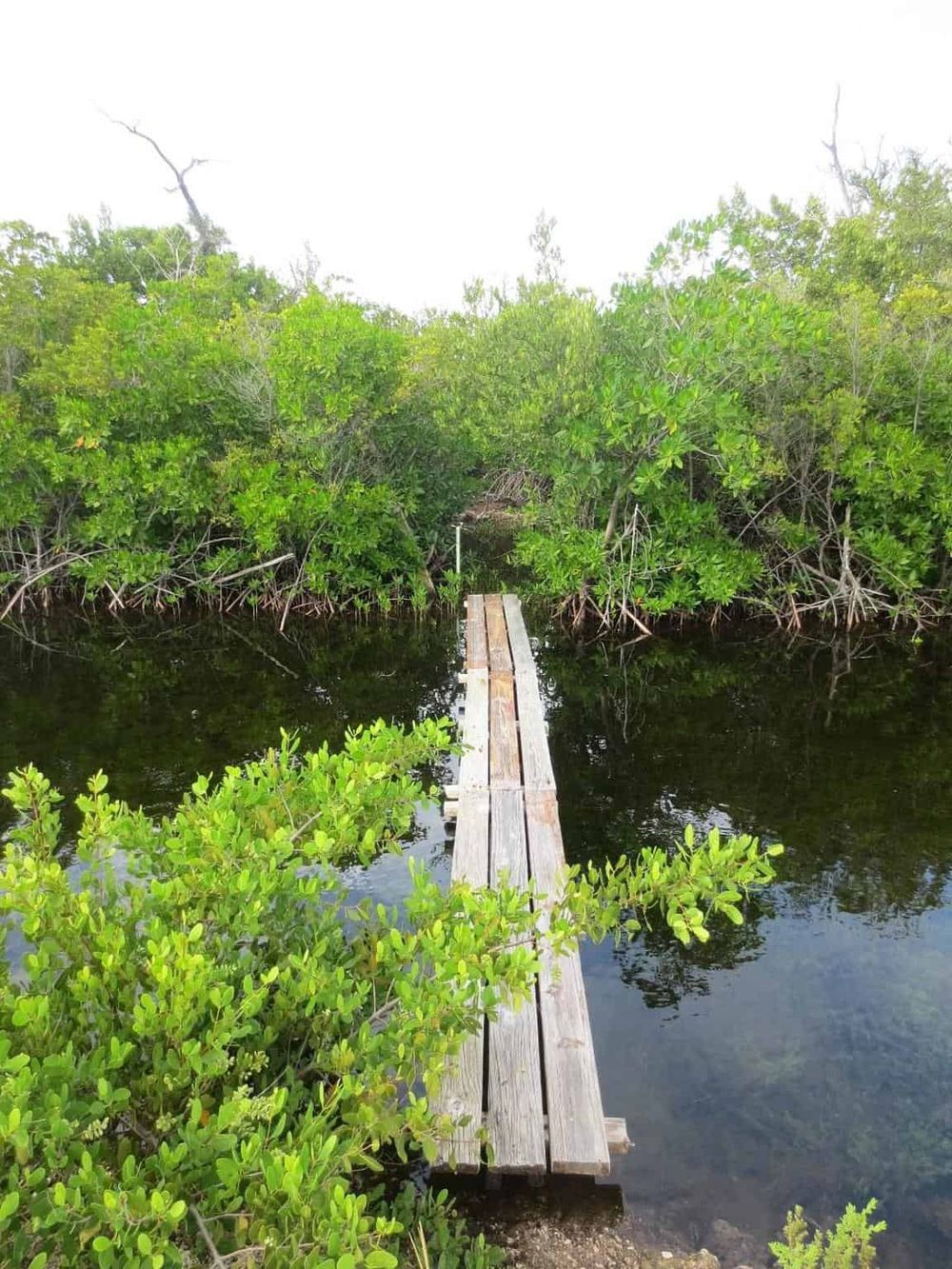 Wooden dock extending into a mangrove swamp, tropical nature, eco-tourism.
