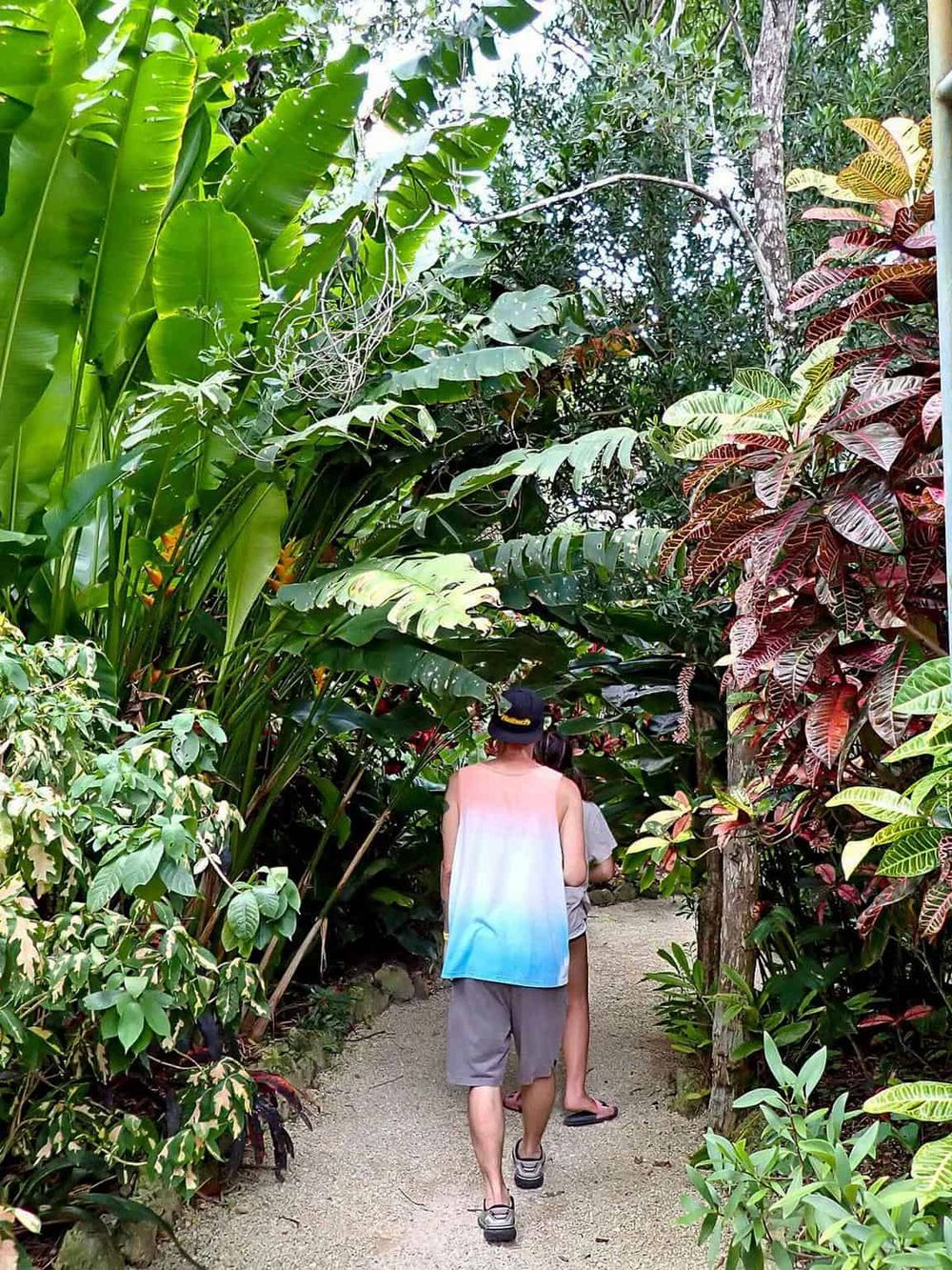 Lush tropical jungle scene with two people walking on a narrow sandy trail surrounded by vibrant green foliage.