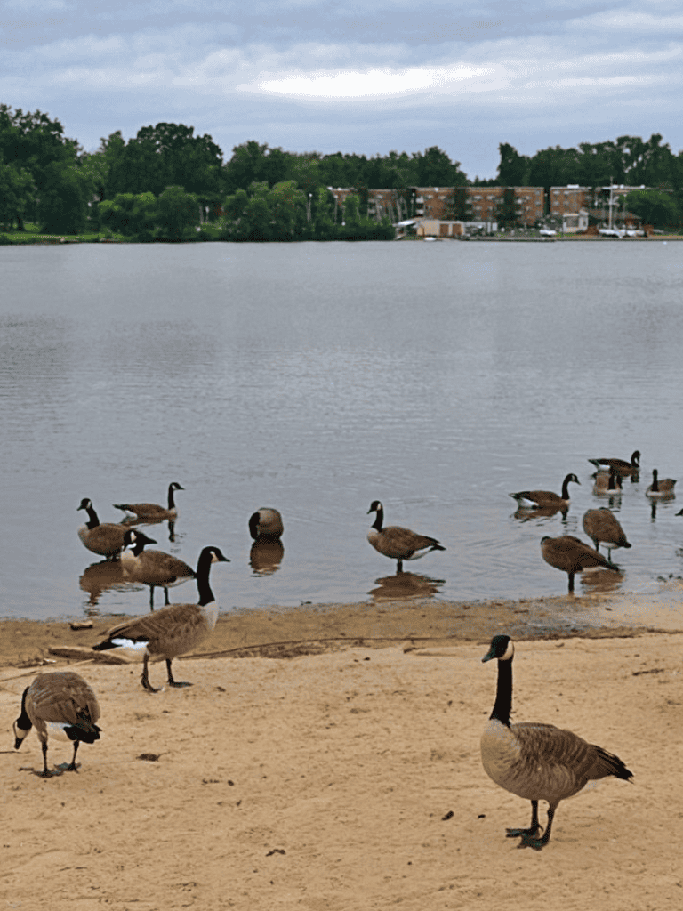 Canada Geese resting by the lake shore in a scenic outdoor setting.