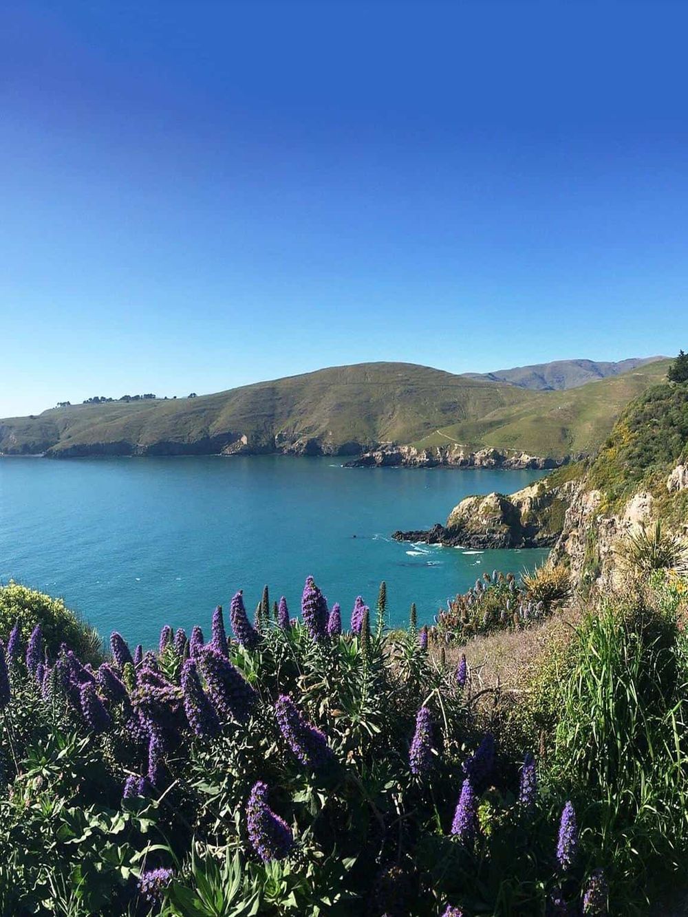 Stunning coastal landscape with vibrant purple flowers, green hills, and clear blue water under a bright sky.