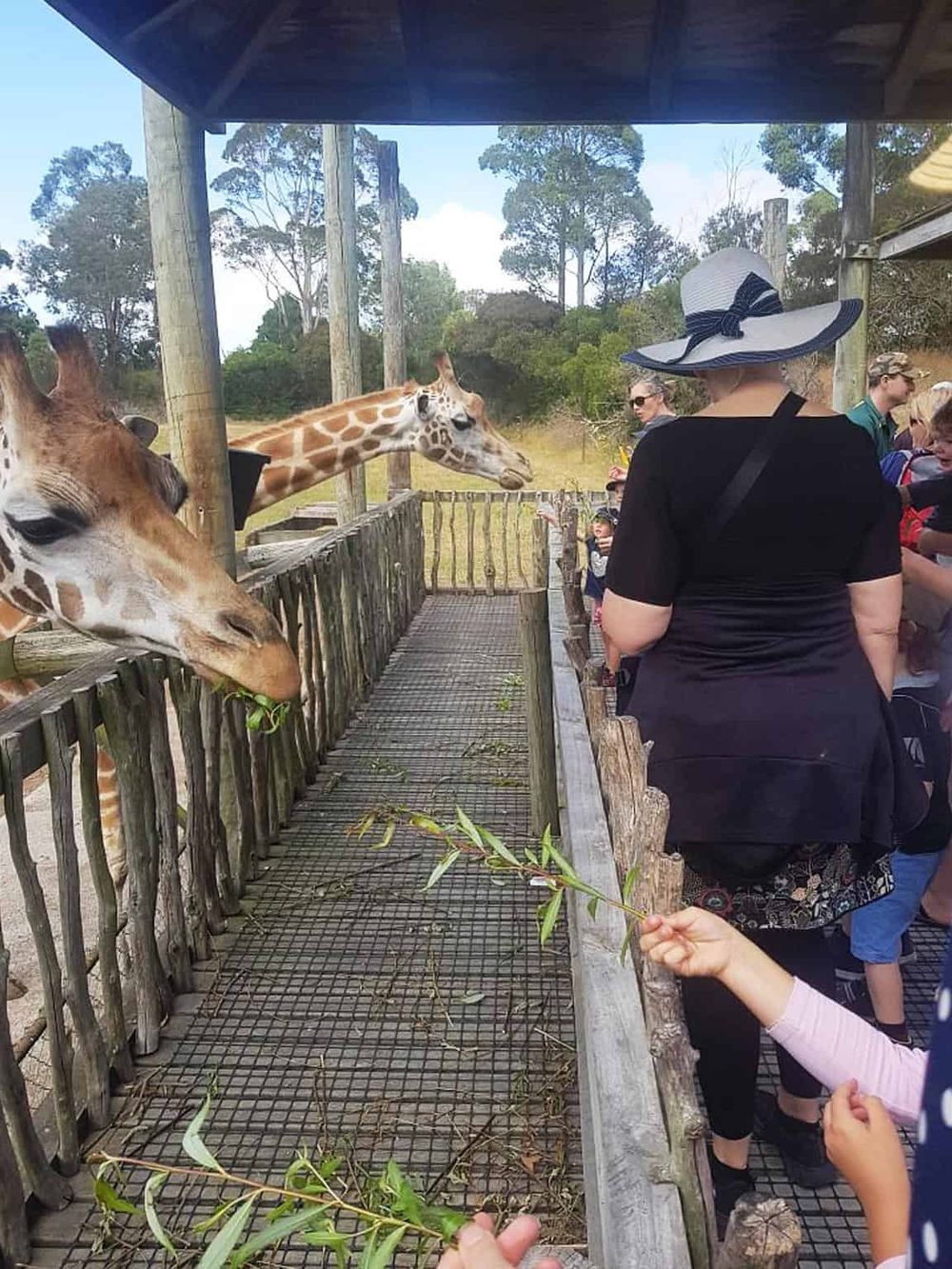 Giraffes at a zoo exhibit attracting visitors, wildlife interaction, family-friendly outdoor activity, desert habitat.