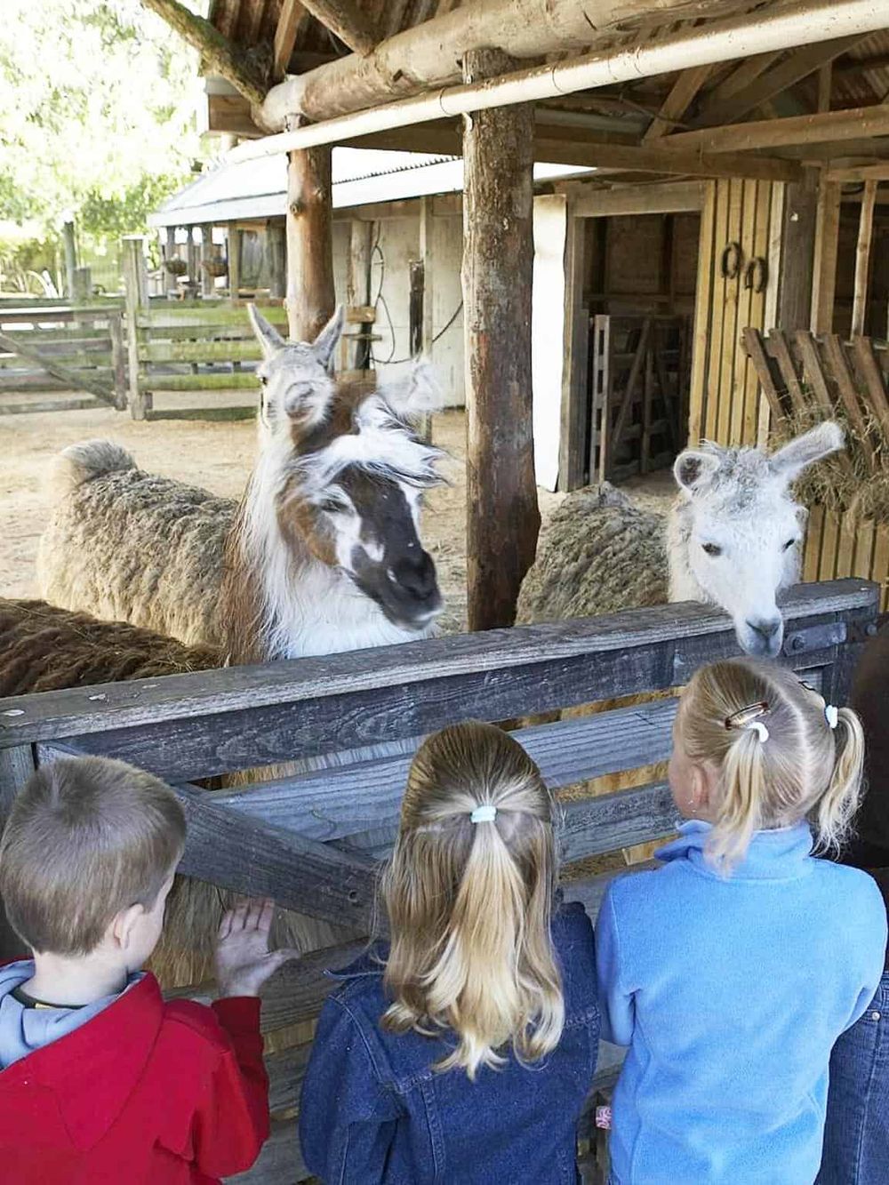Kids observing llamas at a farm or petting zoo, engaging with animals in a rural or outdoor setting.
