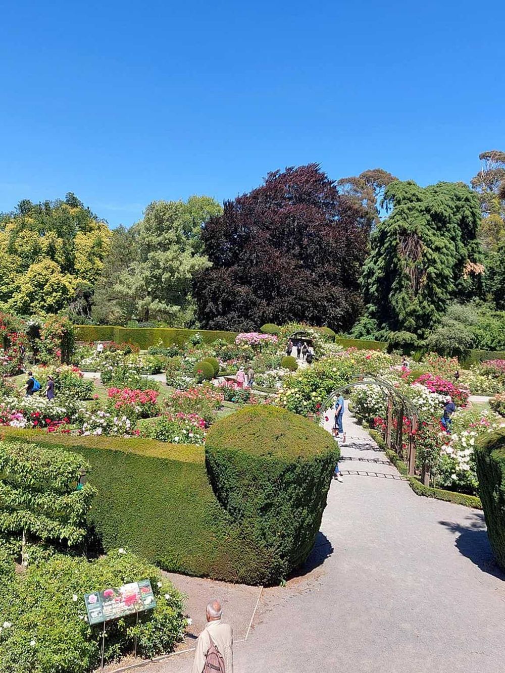 Colorful rose garden with pathways and visitors enjoying the outdoor floral exhibit.