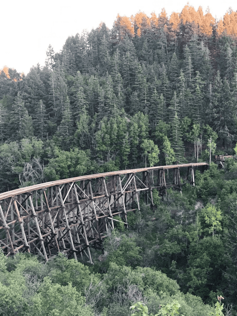 Suspension train crossing dense forest in scenic mountain landscape.