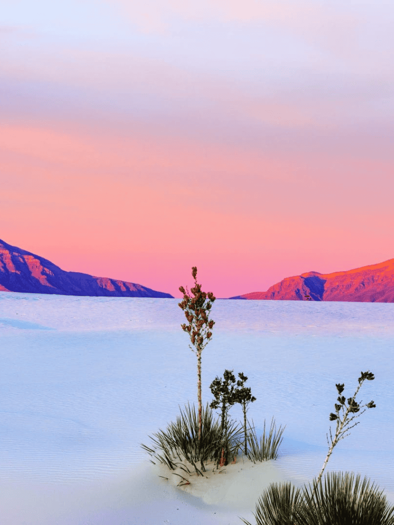 Vast desert landscape with Joshua trees under colorful sunset sky, tranquil and scenic outdoor setting.