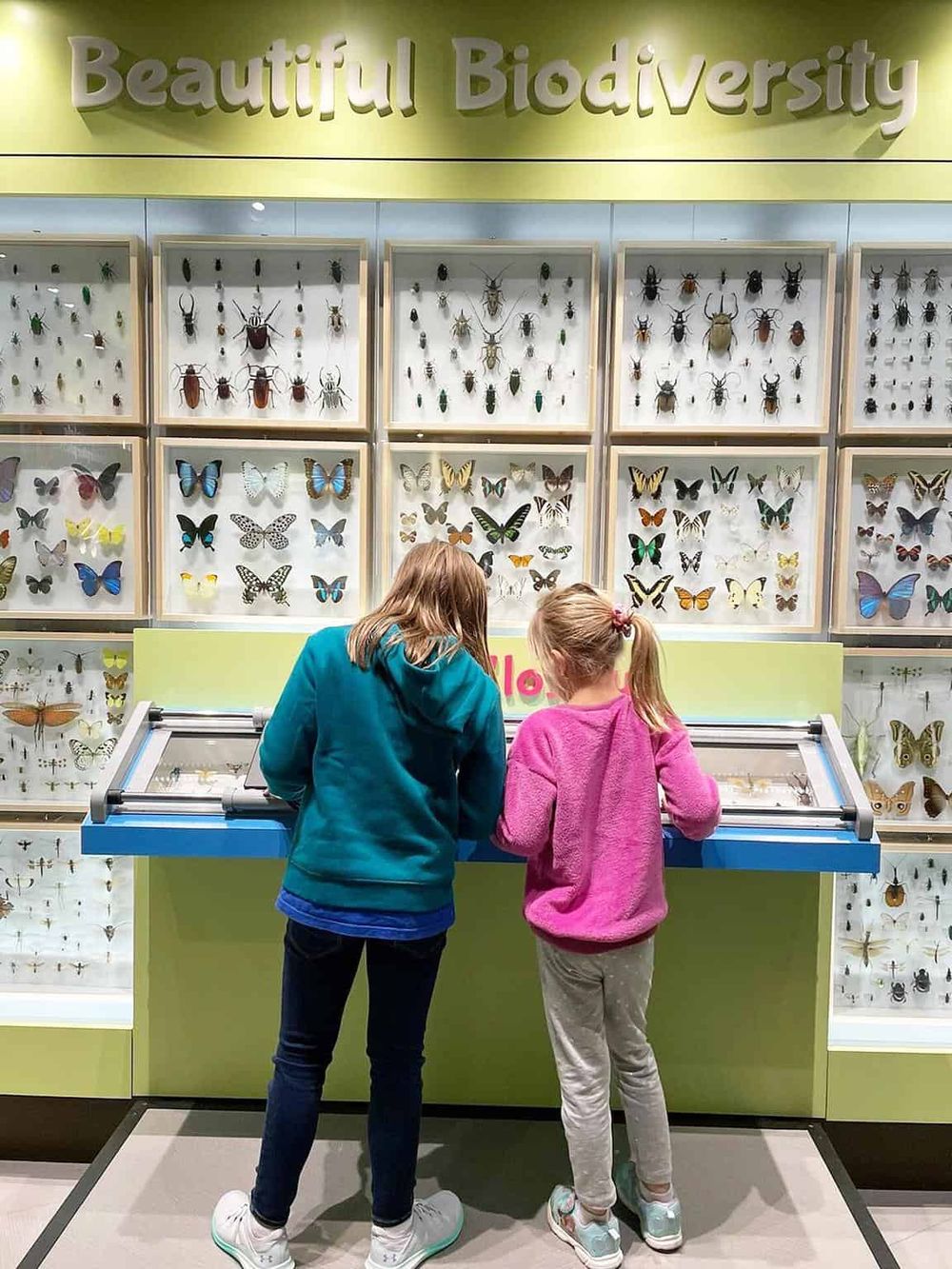 Colorful butterfly and insect display at a biodiversity exhibit.