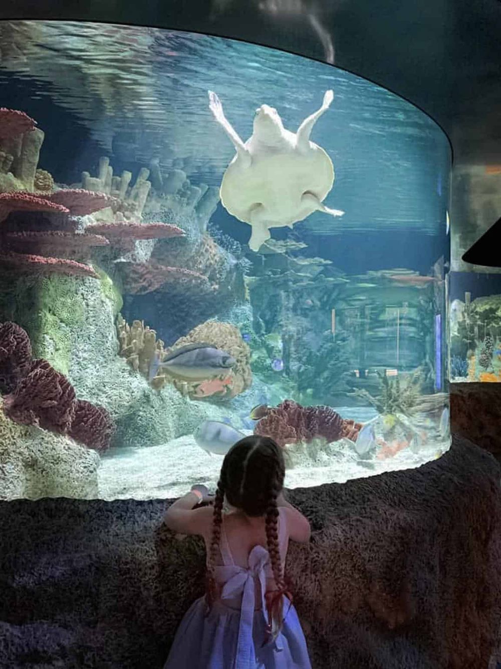Whale shark viewing at aquarium, young girl watching marine life exhibit, popular ocean animal attractions.