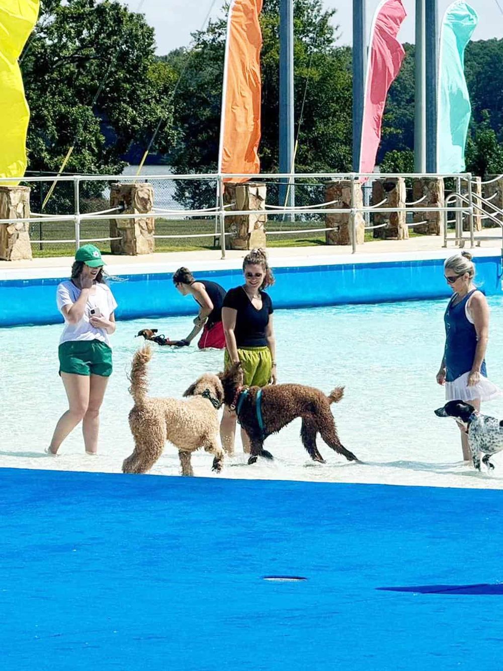 Pets enjoying a shallow pool at outdoor water park with colorful flags and lush greenery in the background.