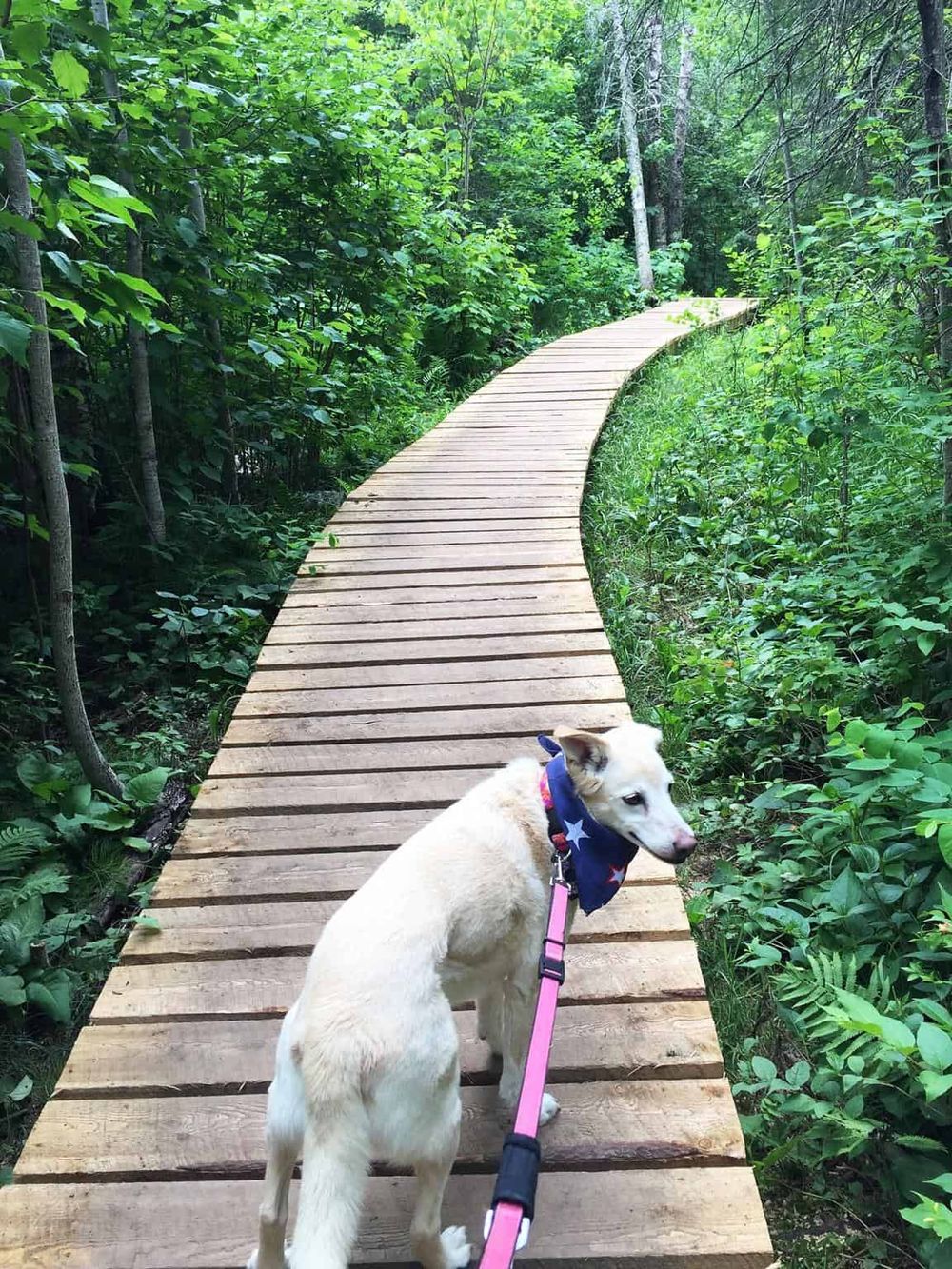 Dog on a scenic forest trail on a wooden boardwalk with lush green foliage.