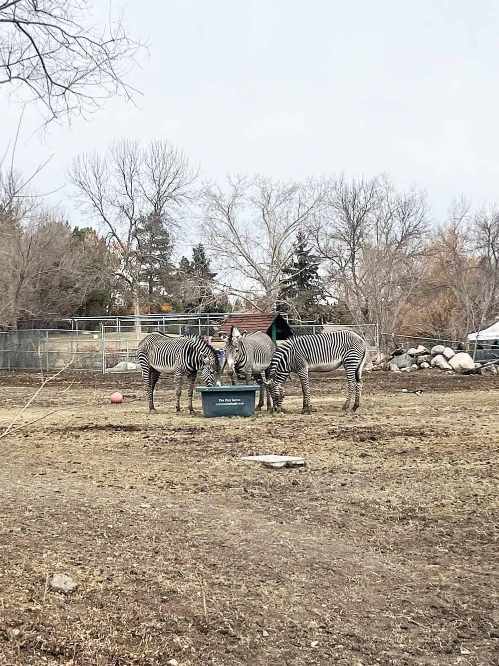 Zebras at a wildlife sanctuary or zoo, with trees and fencing in the background.