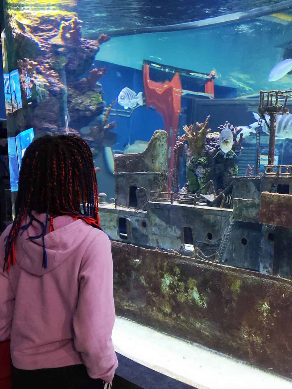 Colorful aquarium exhibit with diverse marine life and shipwreck decorations.