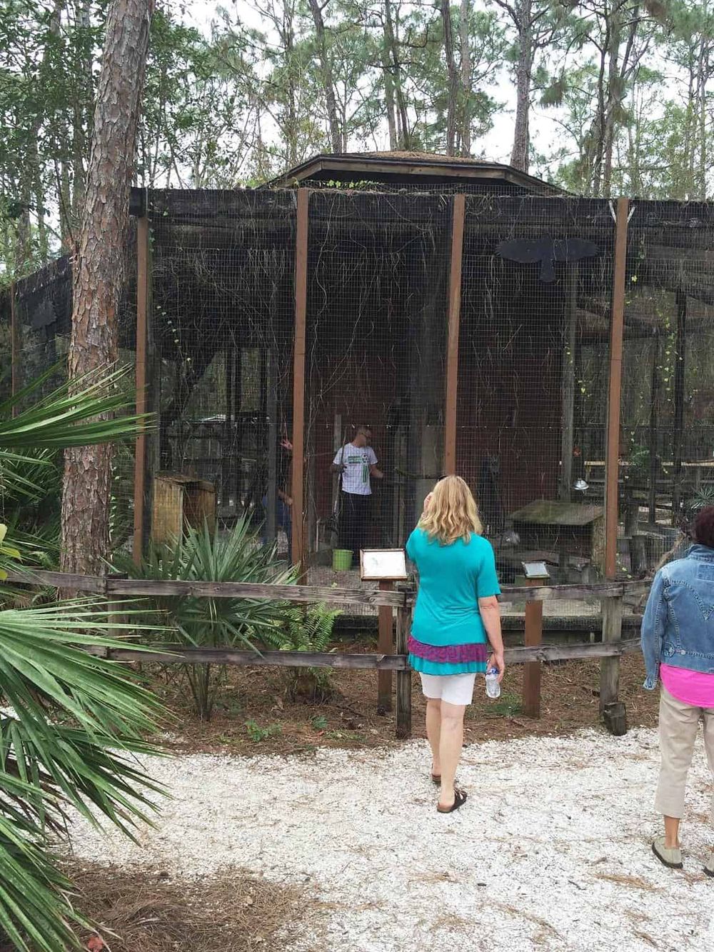 Black cow enclosed in a wooden and netted outdoor enclosure at QuestForDirections.