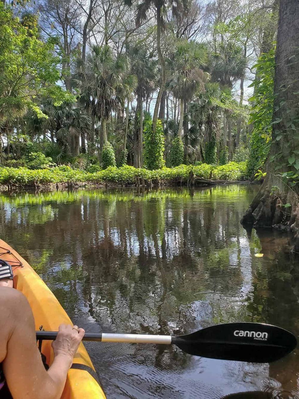 Serene swamp kayaking adventure through lush tropical forest, exploring nature and wildlife.