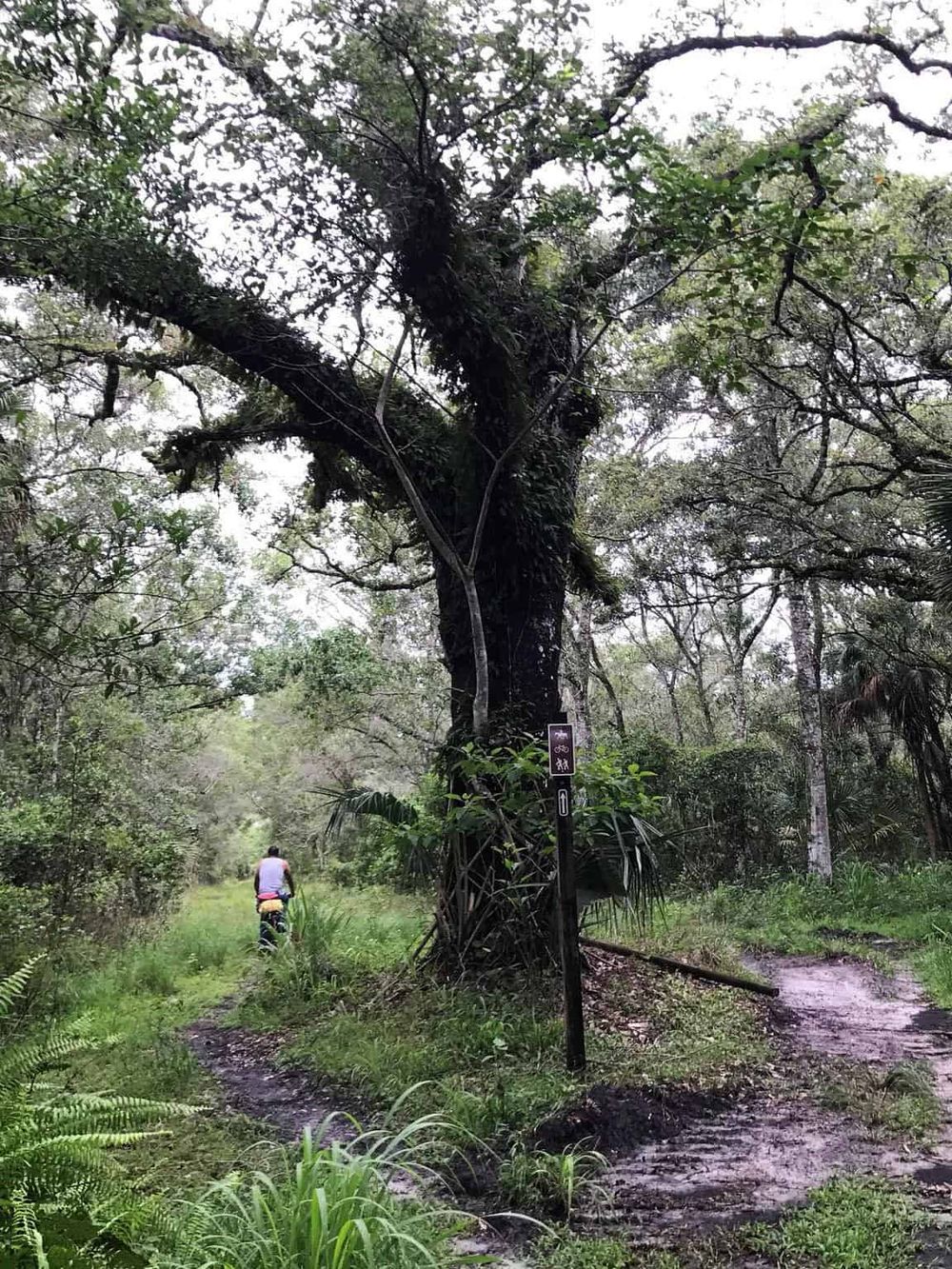 Lush forest trail for hiking and exploring nature with signage for walking and biking.