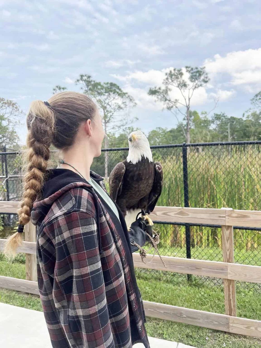 Majestic bald eagle perched on woman's glove at QuestForDirections wildlife sanctuary.