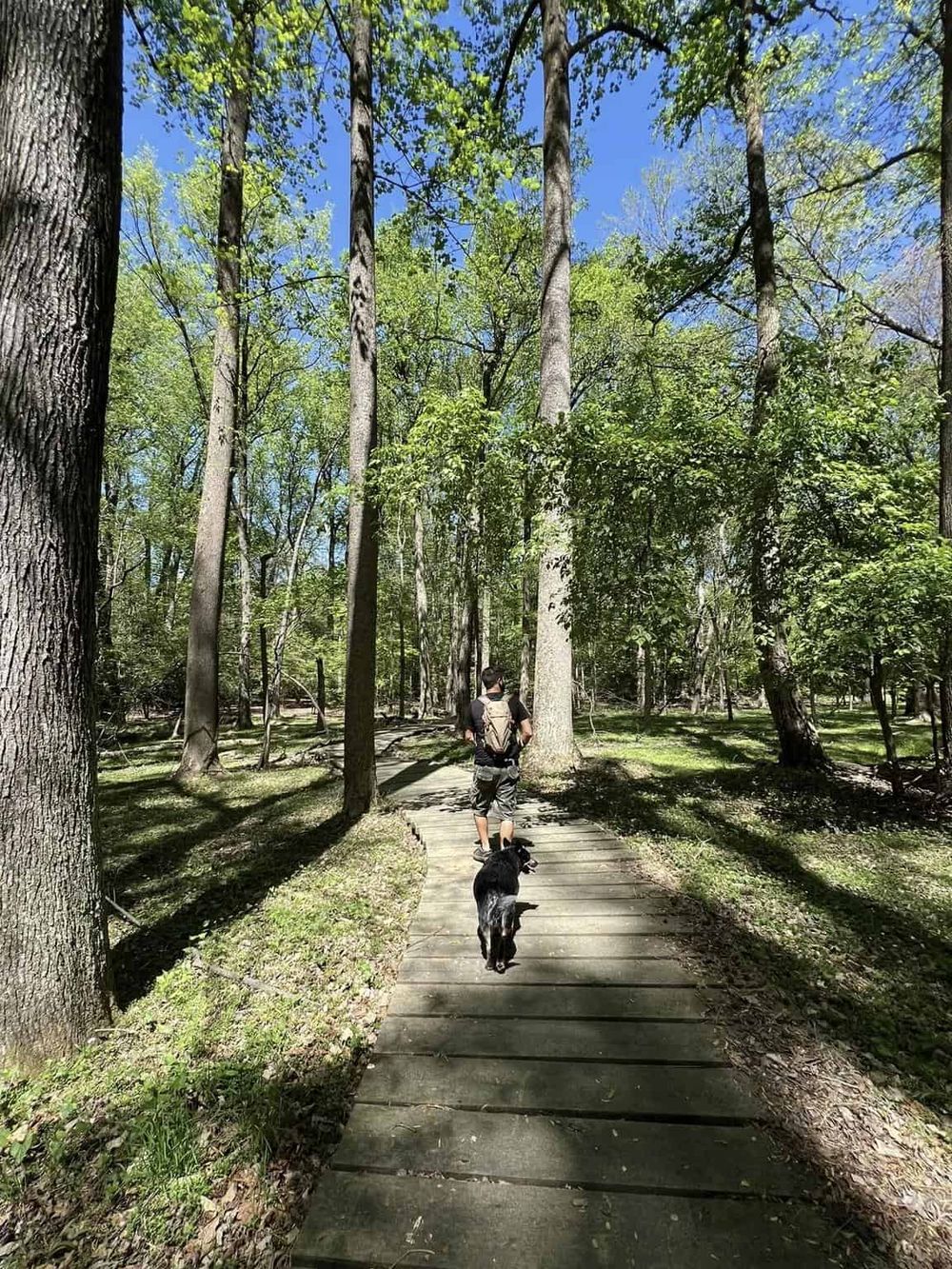 Serene forest trail for outdoor adventures and nature walks with dog; lush green trees and blue sky.