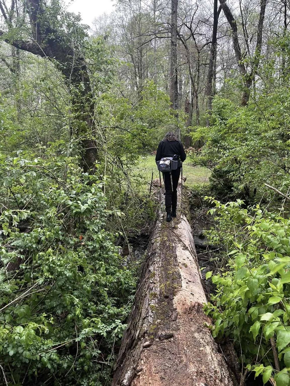 Fallen tree crossing in a lush forest, nature exploration and outdoor adventure.