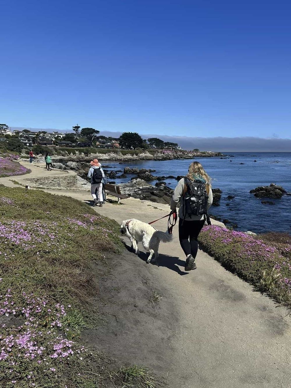 Scenic coastal trail with people walking dogs along the ocean shoreline, beautiful weather, and coastal houses in the background.
