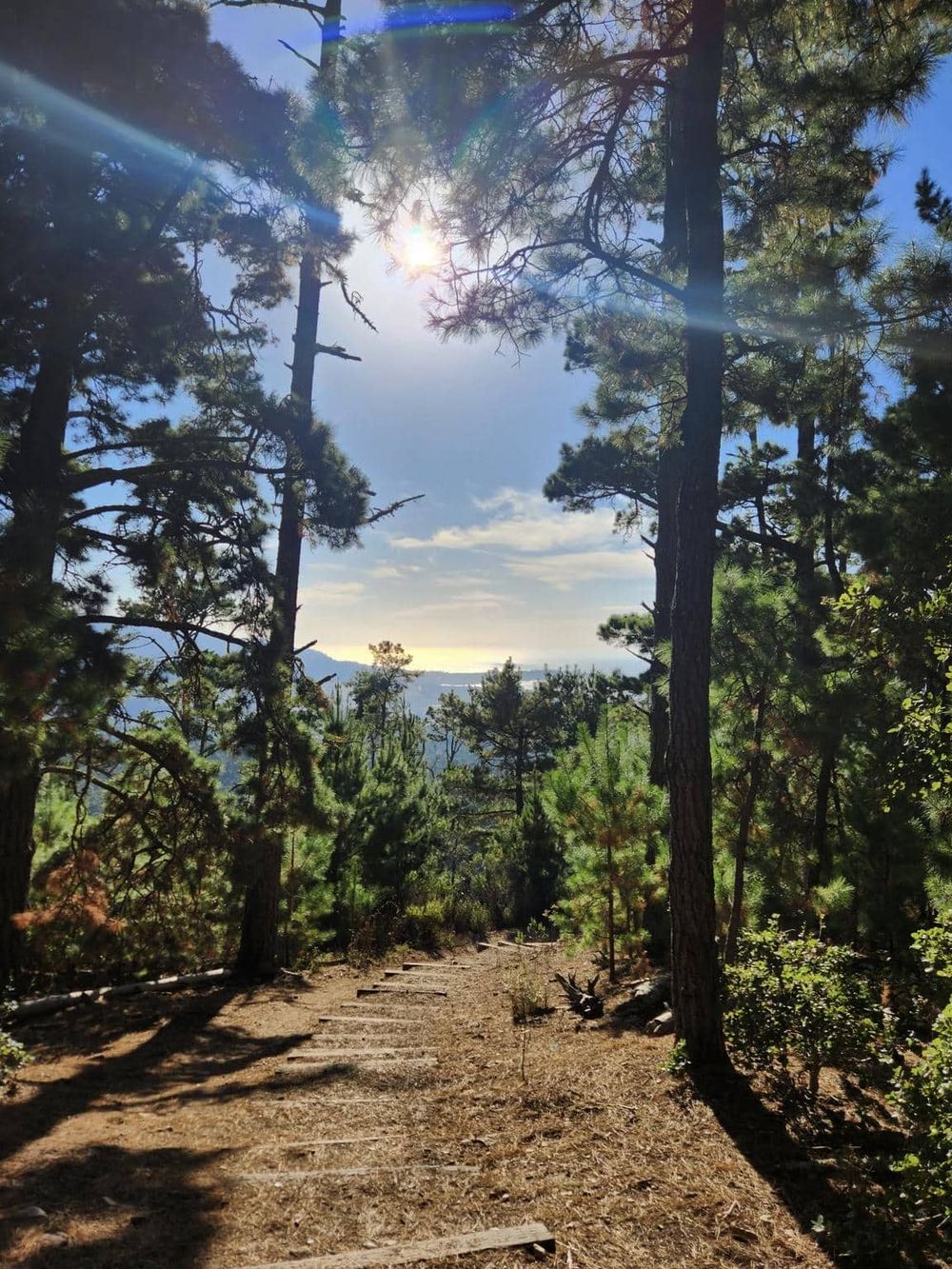 1. Sunlit forest trail with tall pine trees and scenic mountain views in the background.