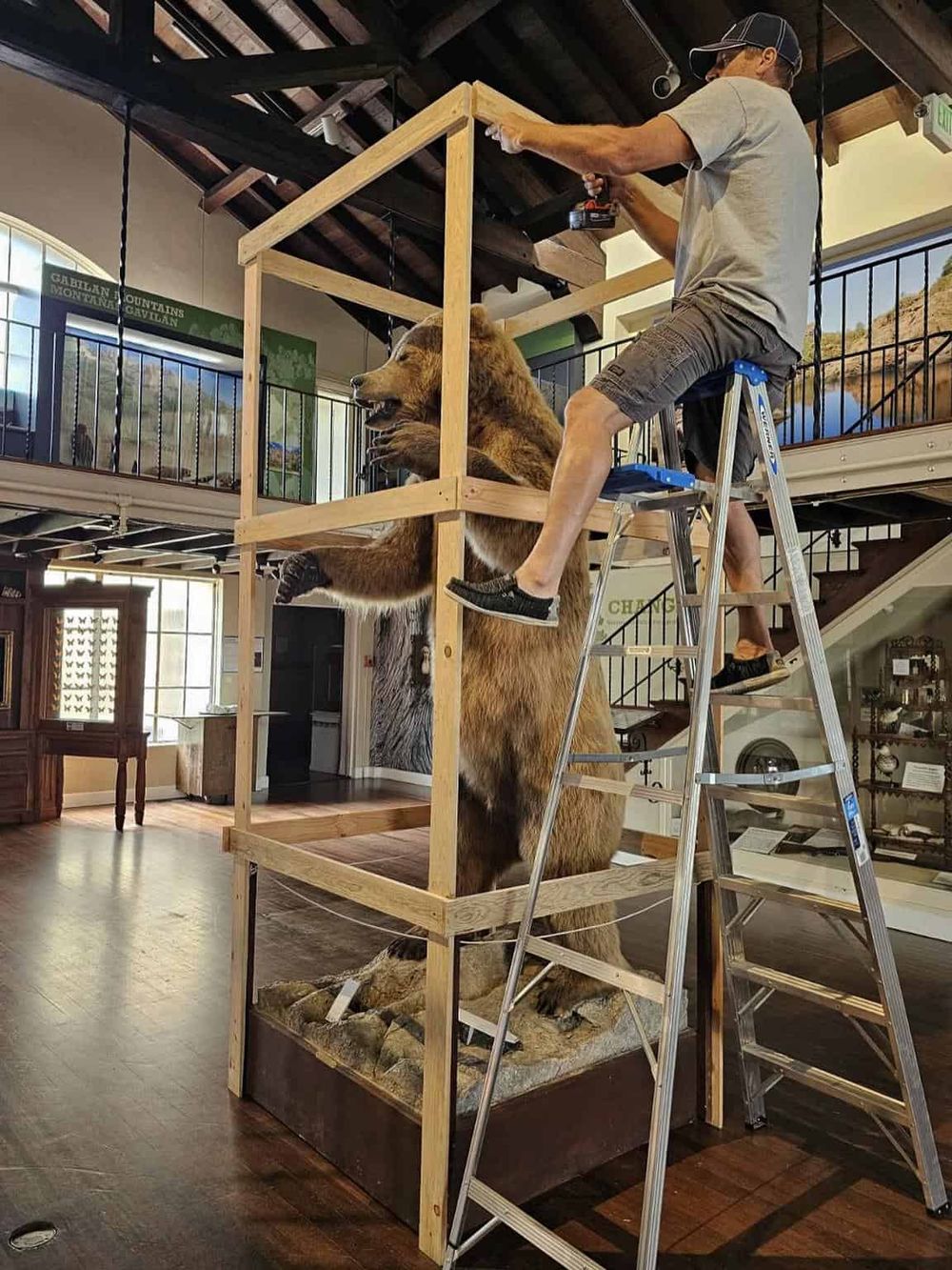 Taxidermy bear being prepared for display at a museum or educational facility.
