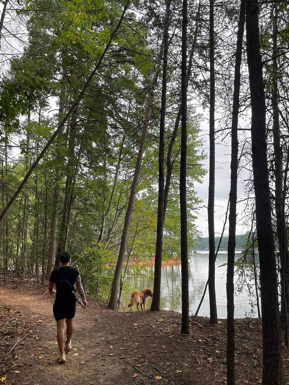 Serene lakeside trail surrounded by trees, perfect for outdoor adventures and nature discovery.