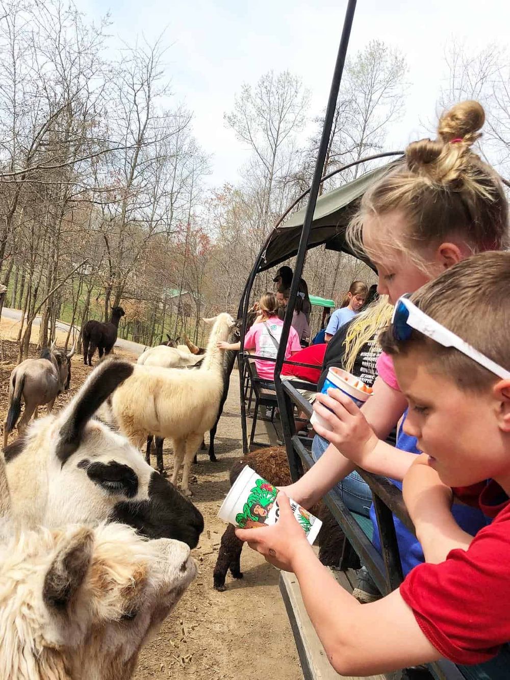 Children feeding animals at a petting zoo, enjoying outdoor family fun and animal interactions.