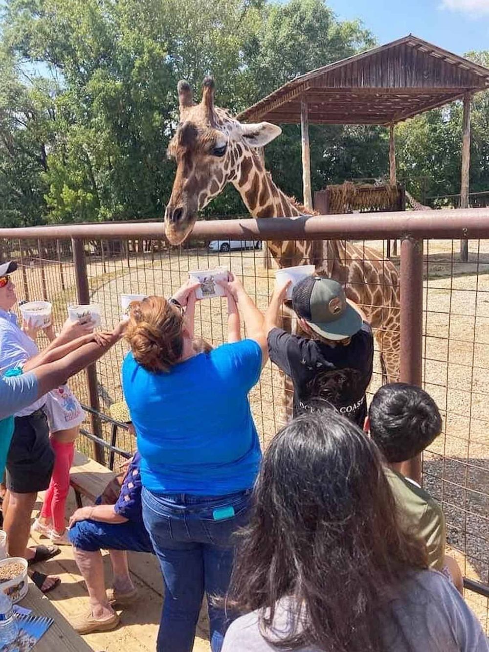 Giraffe feeding at a zoo, visitors sharing snacks, sunny day, outdoor animal encounter experience.