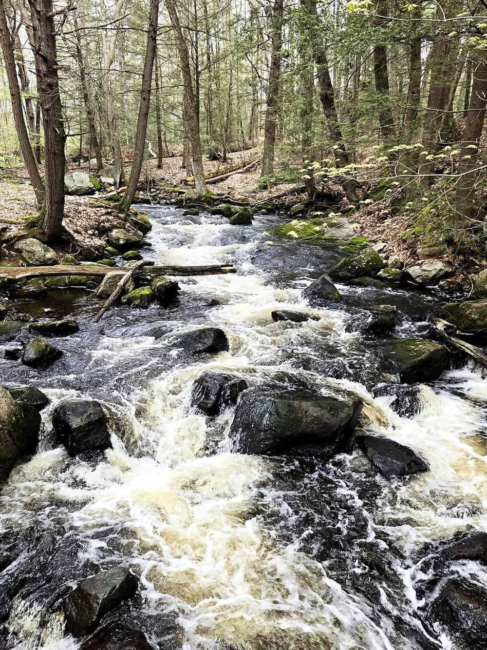 Rushing stream flowing through a dense forest with tall trees and moss-covered rocks.