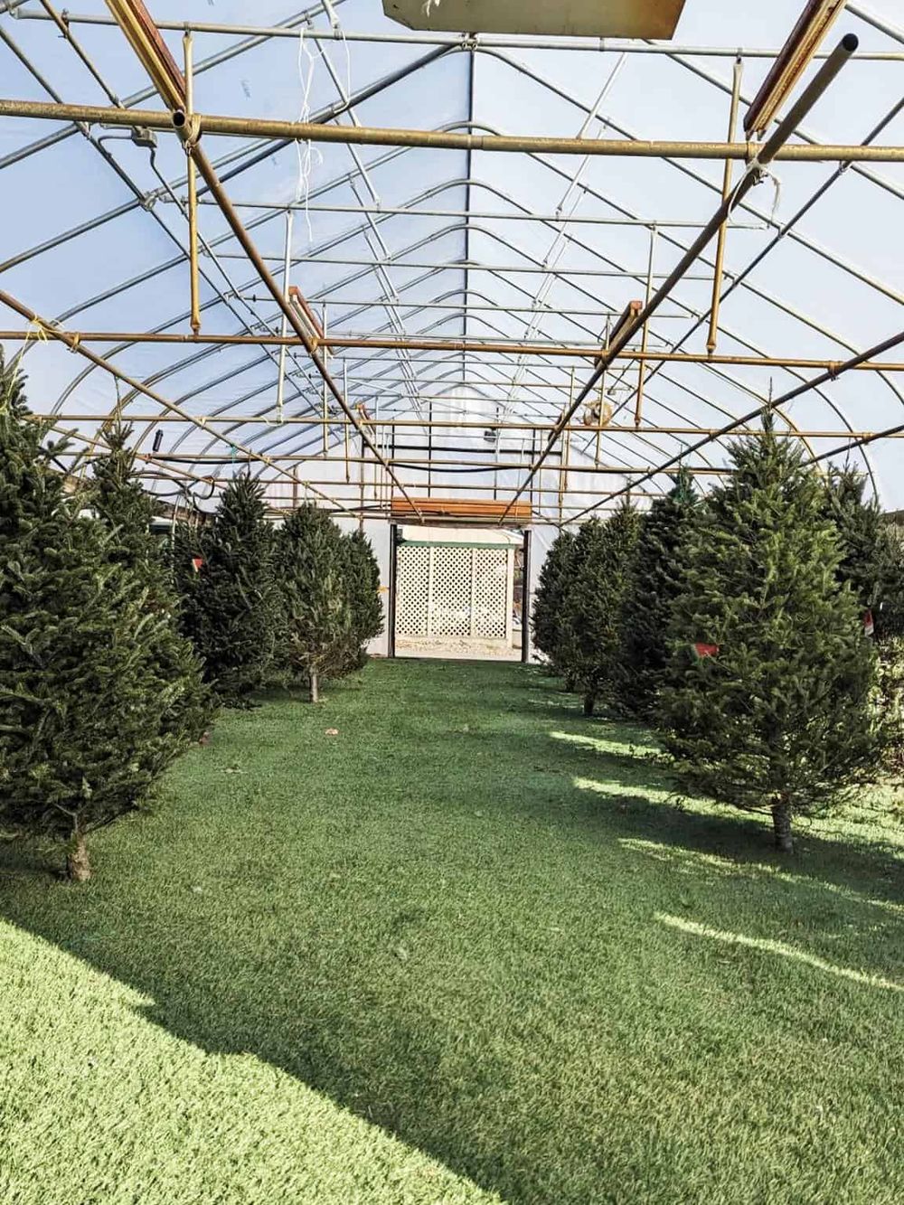 Greenhouse with Christmas trees inside, organized in rows under a clear plastic roof.