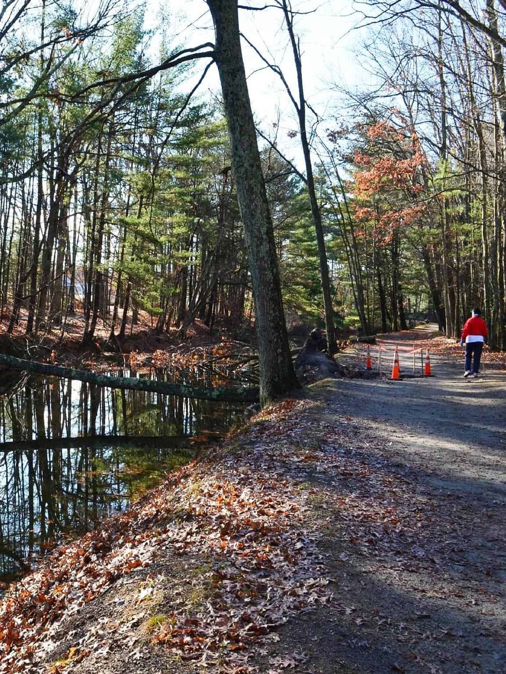 Serene forest trail near a water body with autumn foliage and a person walking, ideal for nature exploration and outdoor adventures.