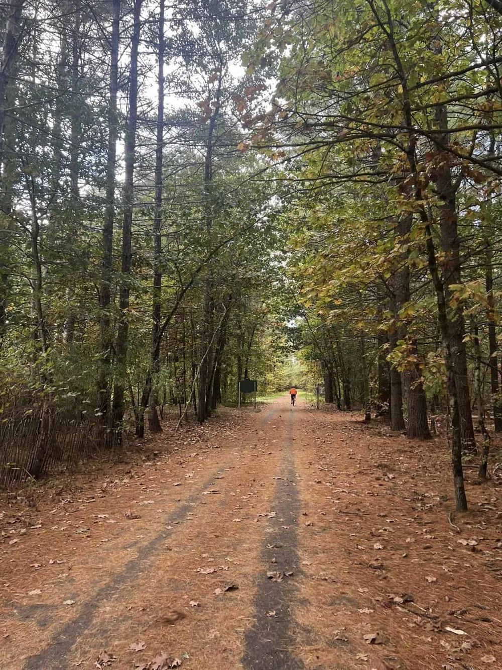 Serene forest trail in autumn with trees lining the path, perfect for hiking and nature walks.