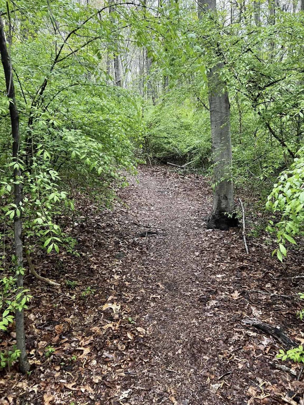 Winding forest trail surrounded by lush green trees and leafy ground cover for outdoor adventure.