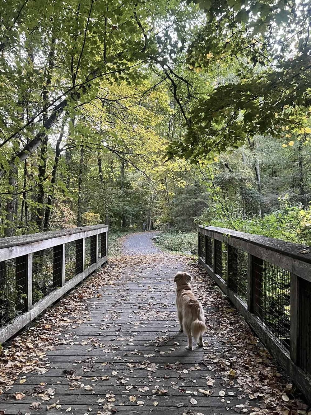 Peaceful forest trail with dog, explore nature with QuestForDirections outdoor navigation solutions, scenic walking path for adventure.