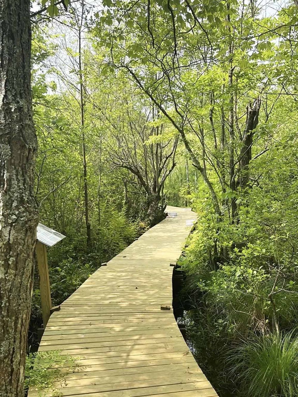 Serene wooden trail through lush green forest, ideal for nature walks and outdoor exploration.