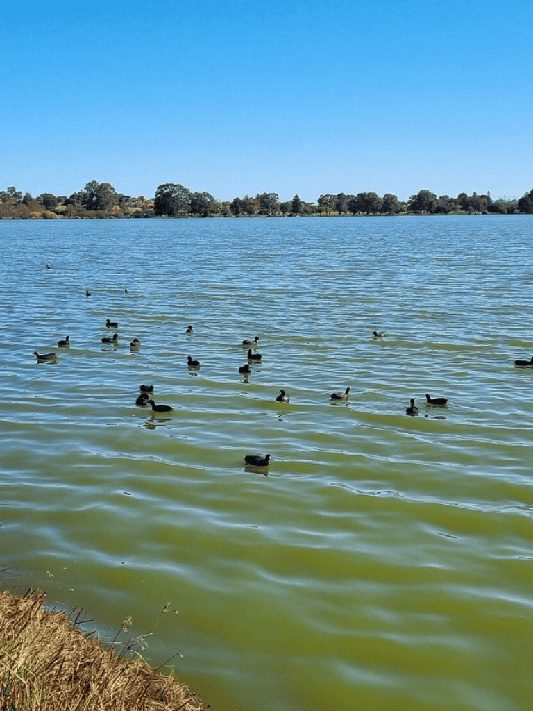 Floating ducks on a lake with trees in the background during daytime.