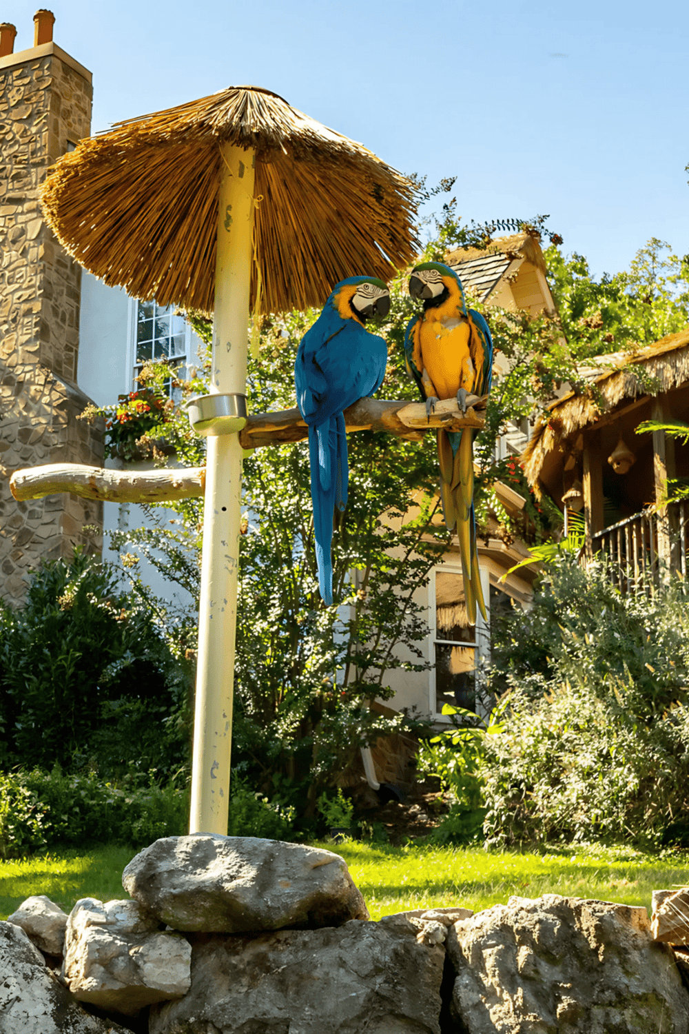 Blue and yellow macaws perched under a thatched umbrella in a lush garden setting.