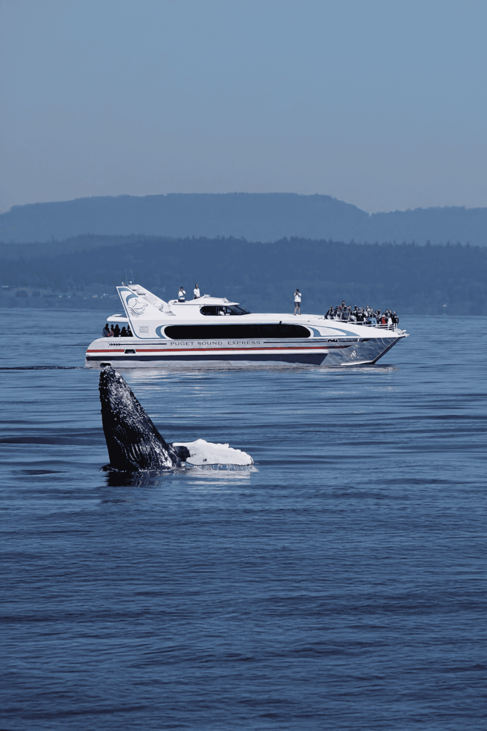 Whale watching tour on Puget Sound with a luxury boat and whale seen breaching the water.